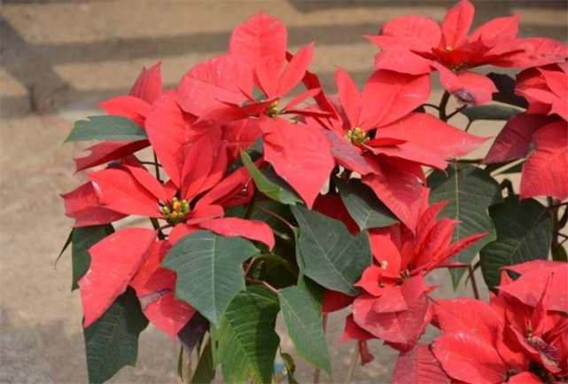 一品红花有毒吗?家里可以养吗?