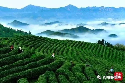 形成湄潭茶园,石阡苔茶园,石阡温泉,佛顶山,铜仁抹茶,梵净山等产业