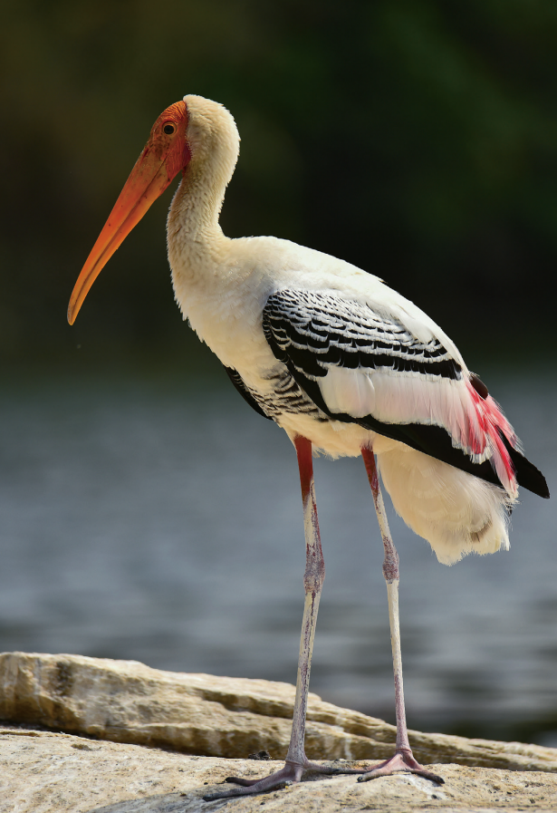 彩鹳曾被认为在中国灭绝,现为国家一级重点保护野生动物.