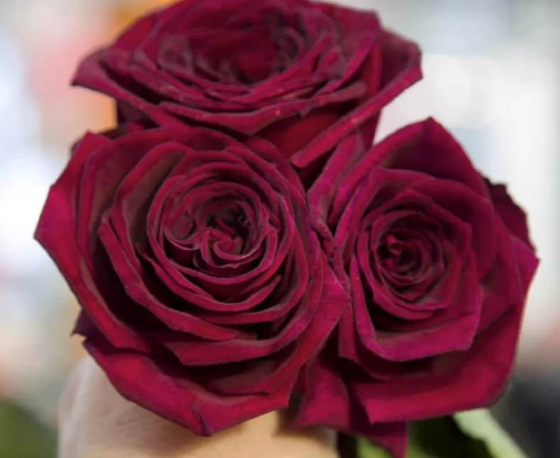 另外,暗香月季其株型美观,长势强健,基本上随意打理,植株就能顺利地