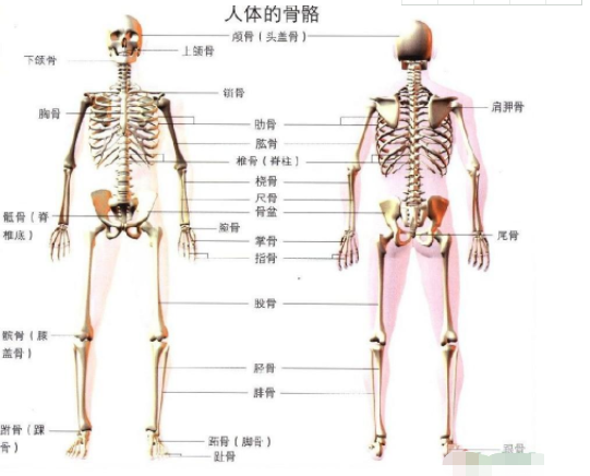 人體共有206塊骨頭,中國人普遍卻只有204塊,那2塊缺哪了?