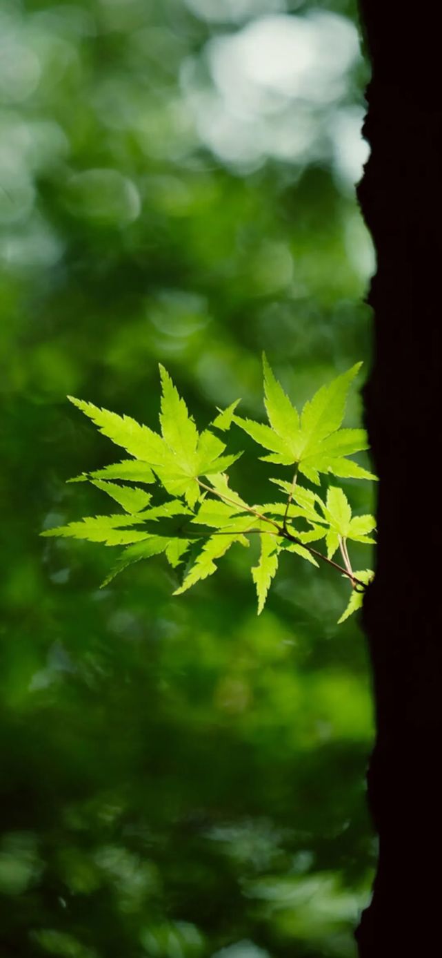 壁紙|清新護眼綠色植物圖片手機壁紙