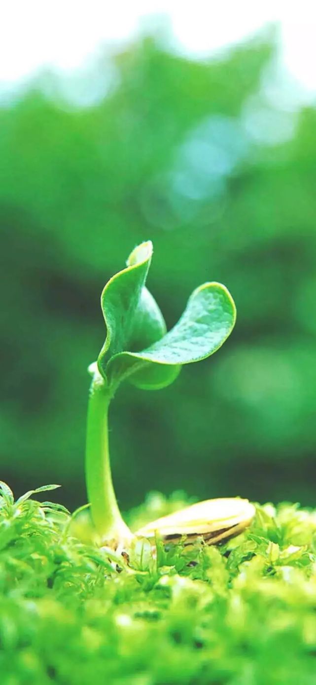 壁纸|清新护眼绿色植物图片手机壁纸
