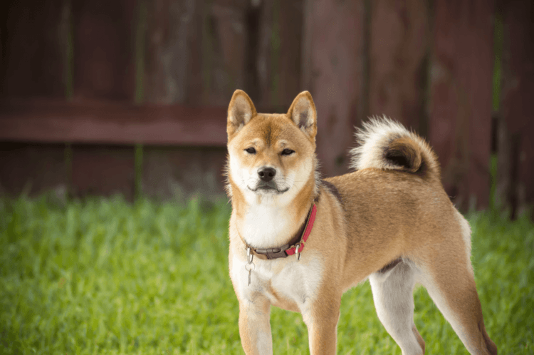 你不知道的柴柴 关于柴犬的10个冷知识 腾讯新闻