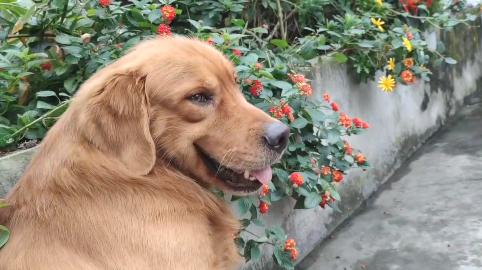 迷之微笑做数学题乐山有条金毛网红狗坐拥200多万粉丝