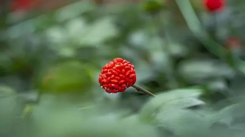 第七屆文山三七節11月7日開幕等你喲