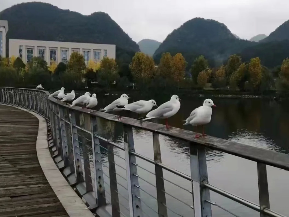 遵义新蒲天鹅湖来了群"小可爱"!网友打趣:喊它们戴口罩