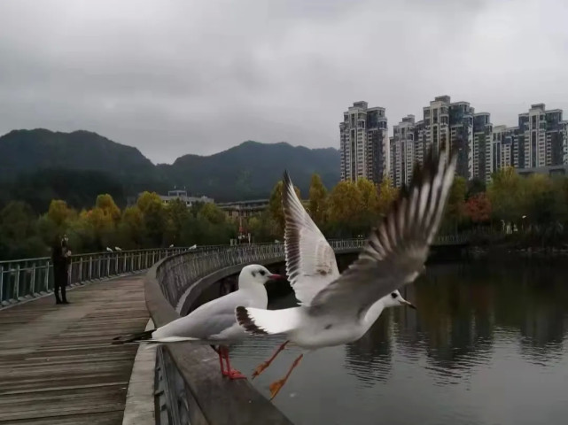 遵义新蒲天鹅湖来了群小可爱网友打趣喊它们戴口罩