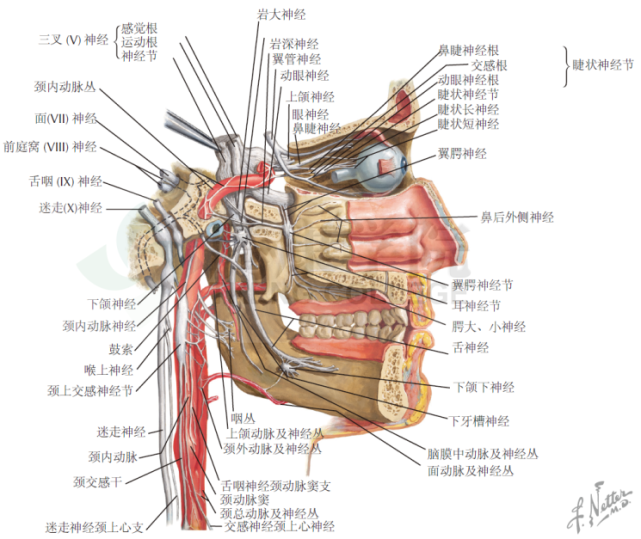 神經解剖學|頭,頸部自主神經分佈示意圖