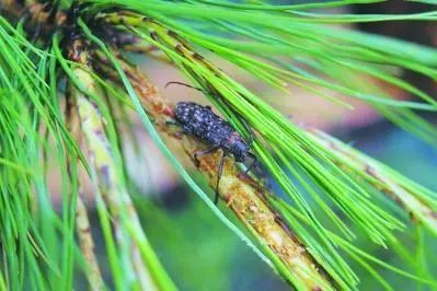 全省各地林业部门着力推进松材线虫病防治工作