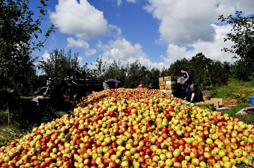 奋进红兴隆 | 释放改革红利 激发企业活力——五九七农场有限公司深化