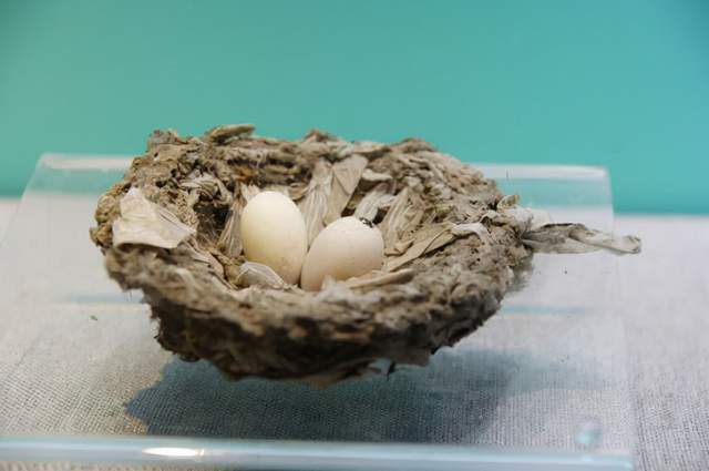 雨燕连睡觉都不落地一生飞行路程和地球到月球距离差不多