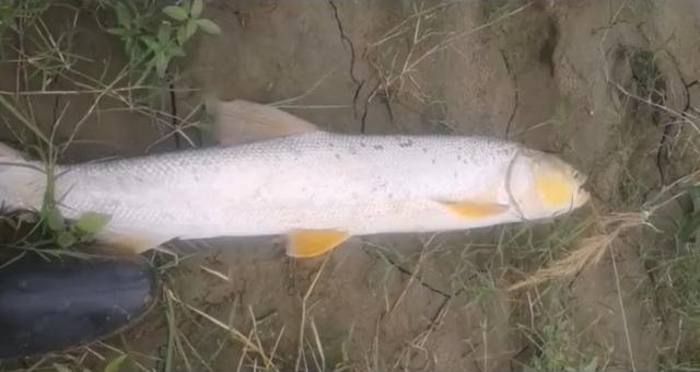 江蘇一河道鱤魚