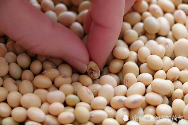 製作豆漿時要用非轉基因大豆,這種大豆大多是橢圓形的,豆臍明顯,顏色