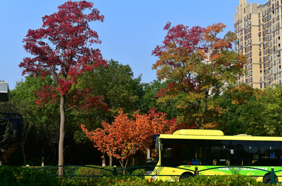 的红叶期最长,为本地树种,而且从黄到红的色彩变化炫酷之极,黄时明媚