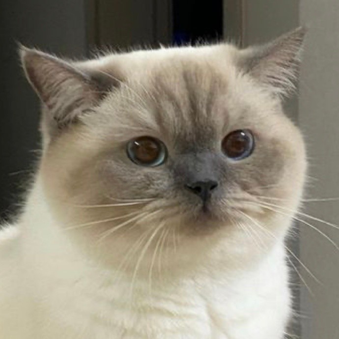 超可爱的煤老板猫咪表情包