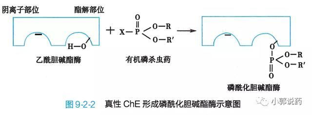 体内che分为真性胆碱酯酶或乙酰胆碱酯酶(ache)和假性胆碱酯酶或丁酰