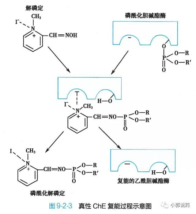 和体征;脑ache活力值2,che复活药肟类化合物能使被抑制的che恢复活性