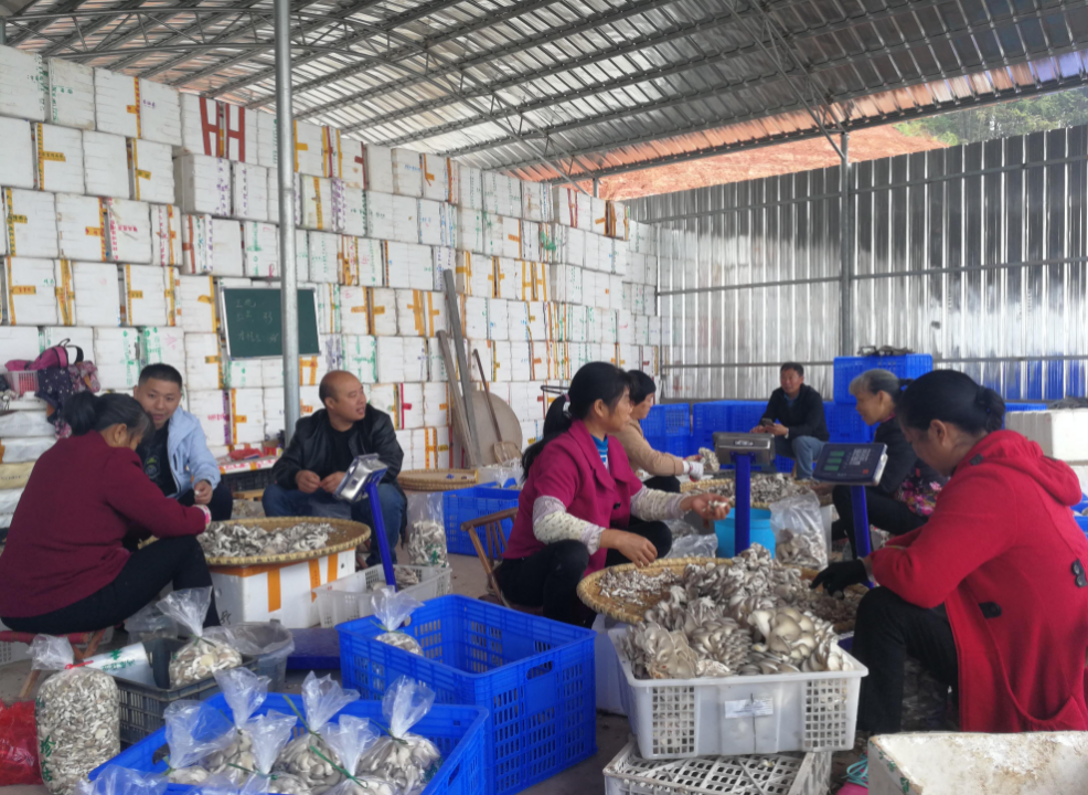 小蘑菇撑起一片大天地省委台办乡村振兴工作队助力安仁县坪上村乡村