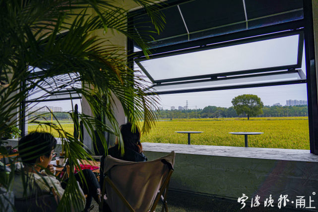 这家稻田里的咖啡馆走红宁波