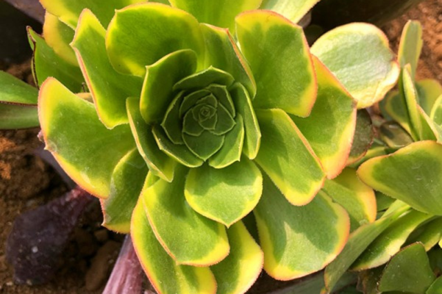 青檬景天科莲花掌属多肉植物韶羞法师的锦斑品种