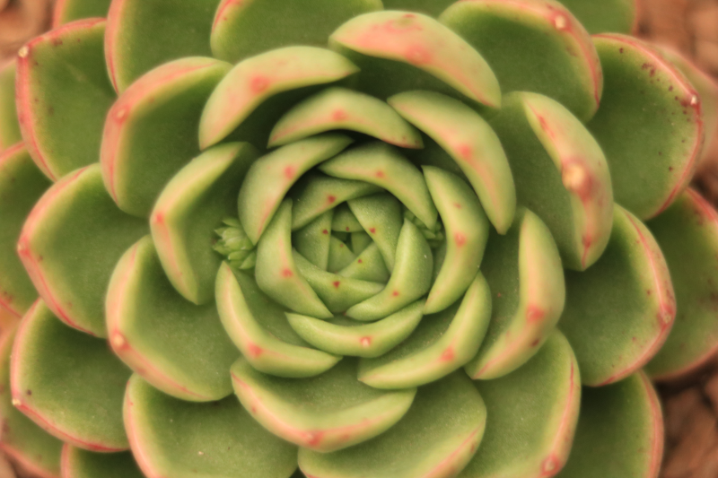 胭脂东云景天科拟石莲花属多肉植物中型品种东云系列