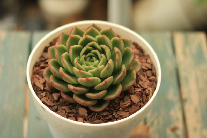 胭脂东云景天科拟石莲花属多肉植物中型品种东云系列