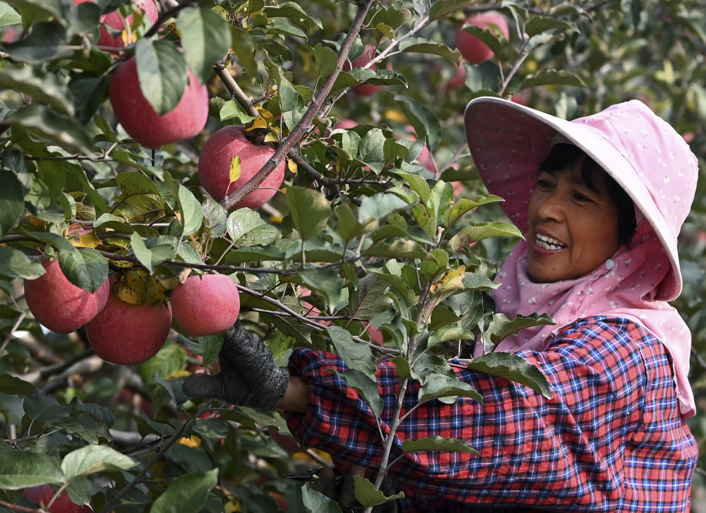 (社会)陕西铜川:硕果盈枝头 果农采摘忙