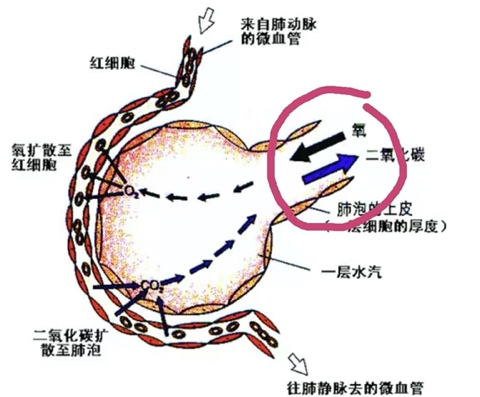 肺泡表面张力方向图片