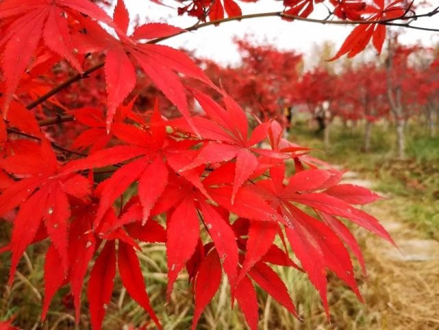 又是一年枫叶红,秋末冬初赏红枫