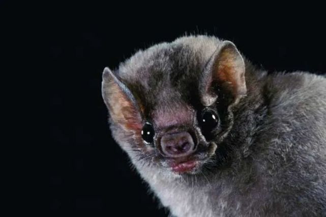 什么是阴阳师妖怪蝙蝠-妖怪蝙蝠详解