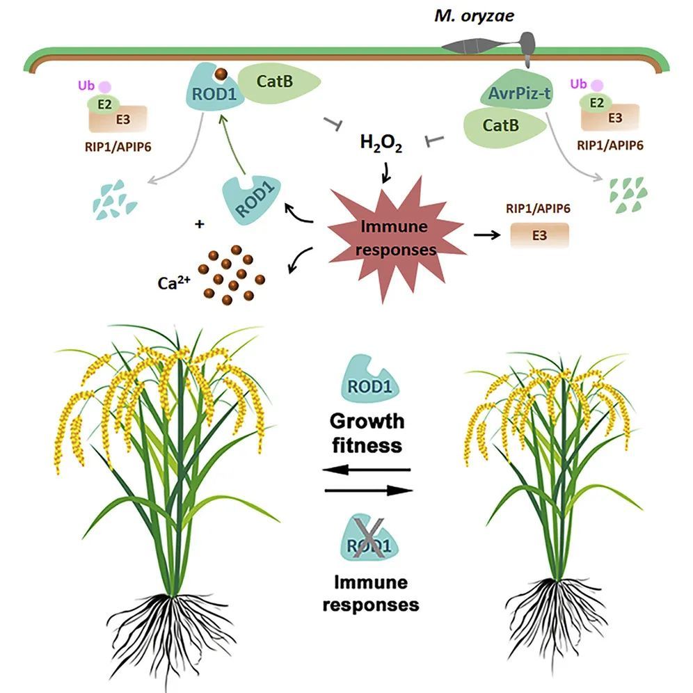 以rod1为核心调控水稻免疫反应的示意图(图片来源:参考资料[1)在这