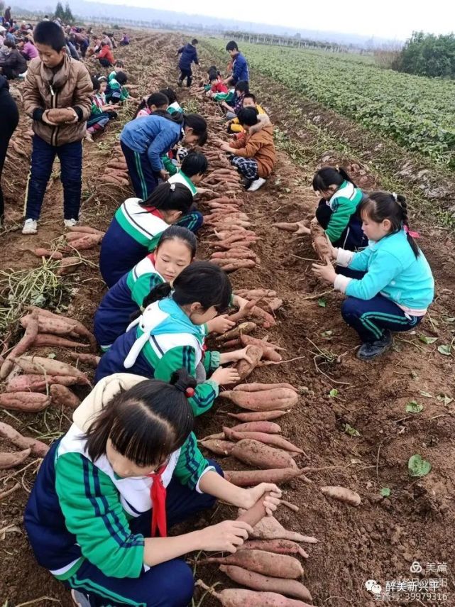 實拍:興平小學生們挖紅薯,體驗勞動的快樂!