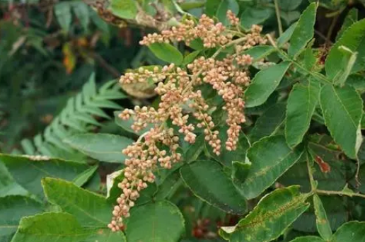 长在树上的盐巴既能当盐吃也能制醋它就是盐肤木