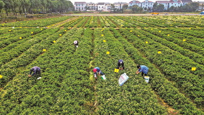 目前,胎菊的收购单价达到了每公斤17元,比往年上涨约10(成杰)