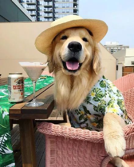 一只超级漂亮的金毛,这颜值逆天了!