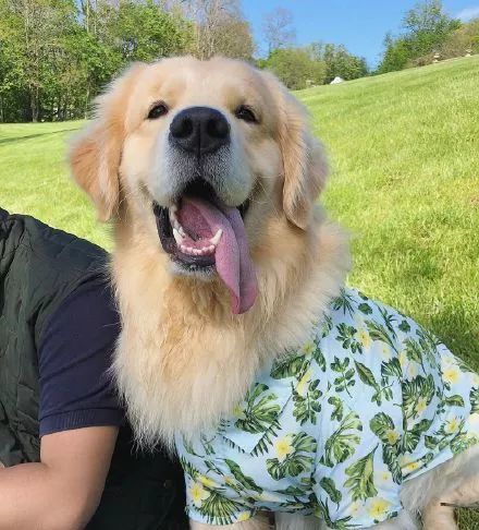 一只超级漂亮的金毛,这颜值逆天了!