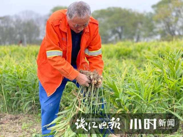 杭州生姜哥撞脸张译,一年卖出800万的姜中极品"爱马仕"