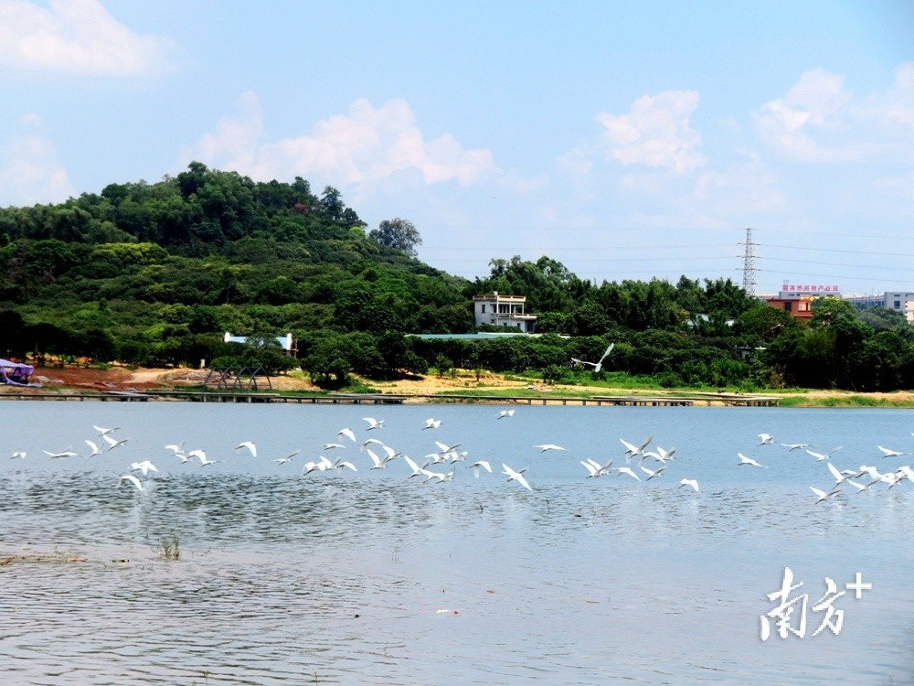 深挖"生态惠民,生态利民,生态为民"的典型,全力推进东清湖湿地公园