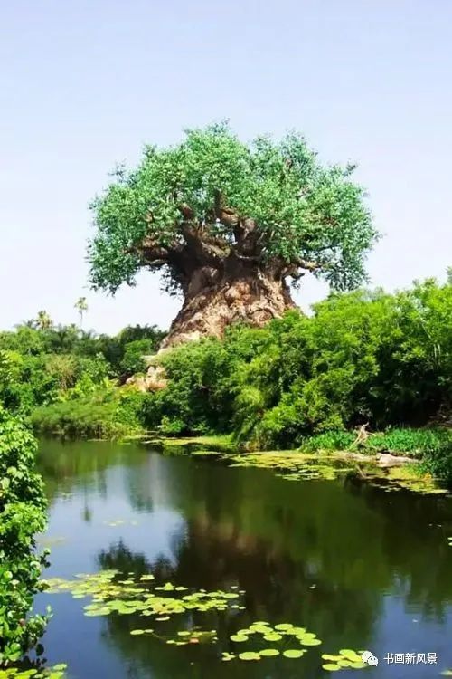 全球最美的风景树图片