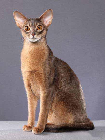 每天了解一种猫阿比西尼亚猫