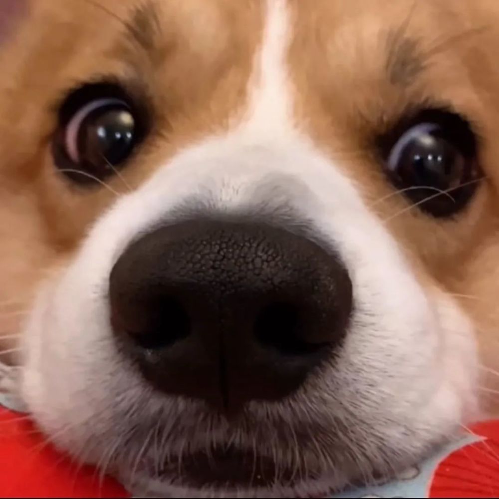 《动物头像》第20期:可爱自拍狗狗头像,最最最忠实的伙伴_腾讯新闻