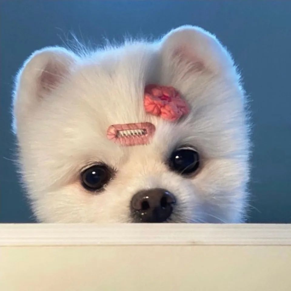 《动物头像》第20期:可爱自拍狗狗头像,最最最忠实的伙伴_腾讯新闻