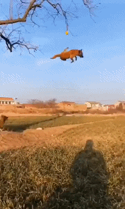 搞笑gif|趣图|燕子