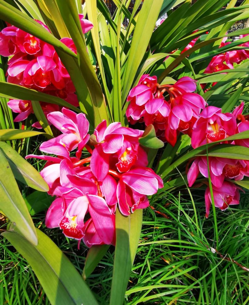 5种极度耐寒花越冷长越旺真是冻美人