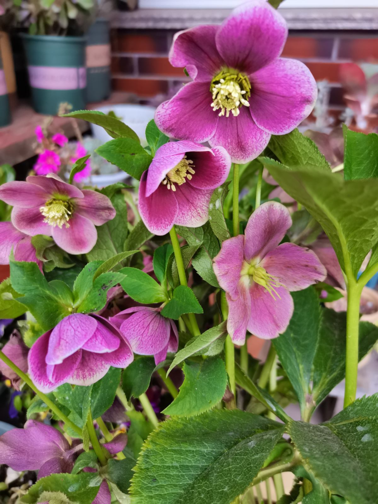 5种极度耐寒花越冷长越旺真是冻美人