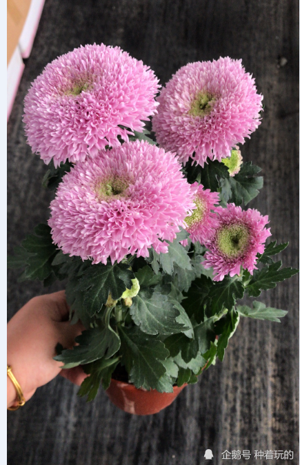 丝绒可爱的泰迪菊 将ins风搬回家 颜值超高还好养_腾讯新闻