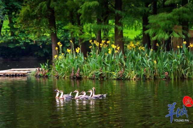 【圖集】珠江公園新寵駕到!黑天鵝和鴻雁雙雙入住