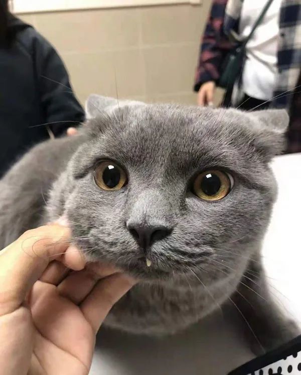 猫嘴巴老是露出一颗牙张开它的嘴一看原来长这样