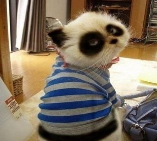 动物界的夜猫子,你知道是谁吗?|熬夜|王子钰|猫头鹰